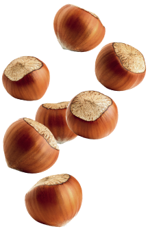 Our story title hazelnuts image