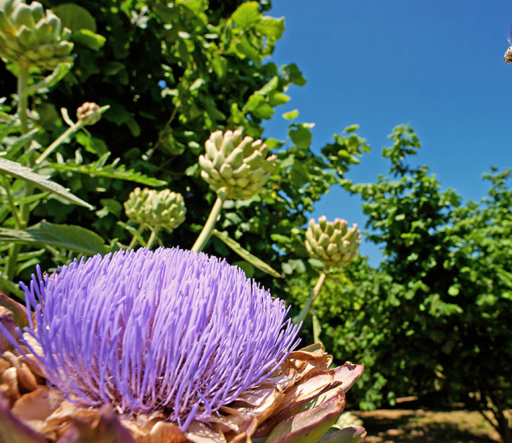 Our vision for a sustainable hazelnut