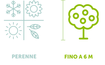 hazelnut-icon