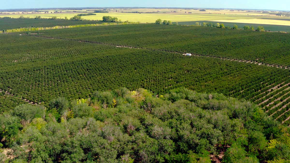 Sırbistan programı