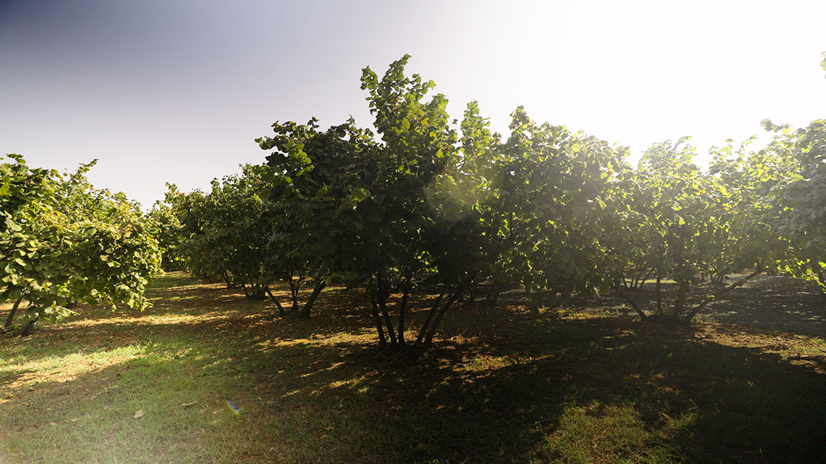 Yapılan çalışmalar: