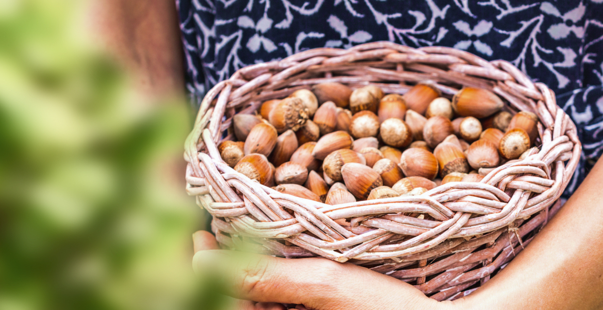 Ferrero Fındık’tan fındık hasat dönemi için tarımsal uygulama önerileri